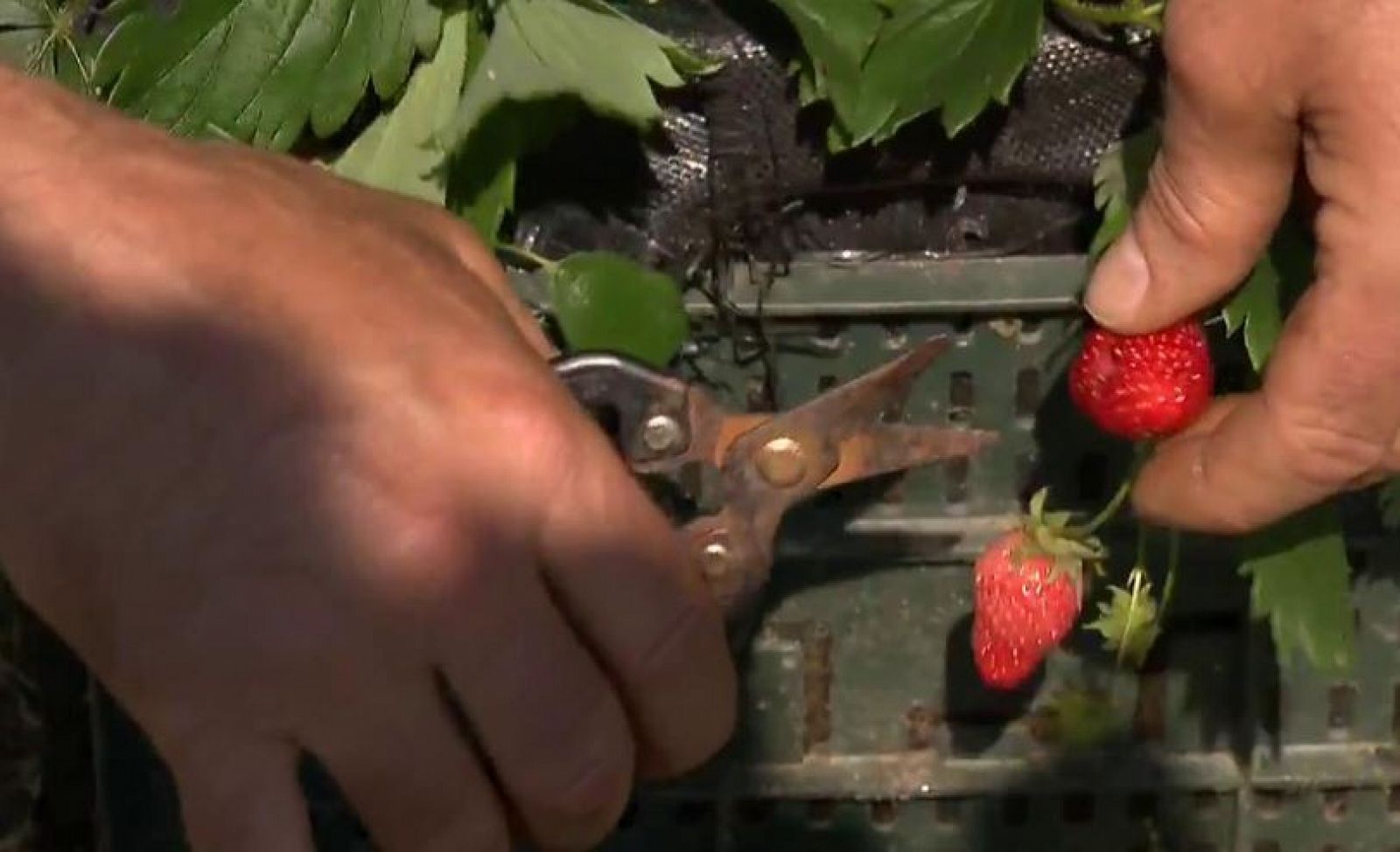 Cómo cultivar fresas en casa 