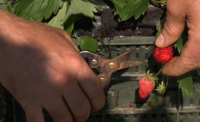 Aquí la Tierra - ¿Quieres cultivar fresas en casa?