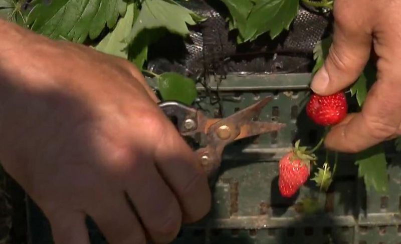 �Quieres cultivar fresas en casa? 