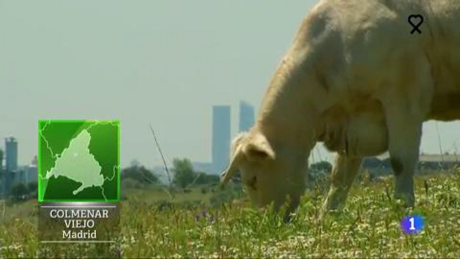 La charolesa, la vaca perfecta