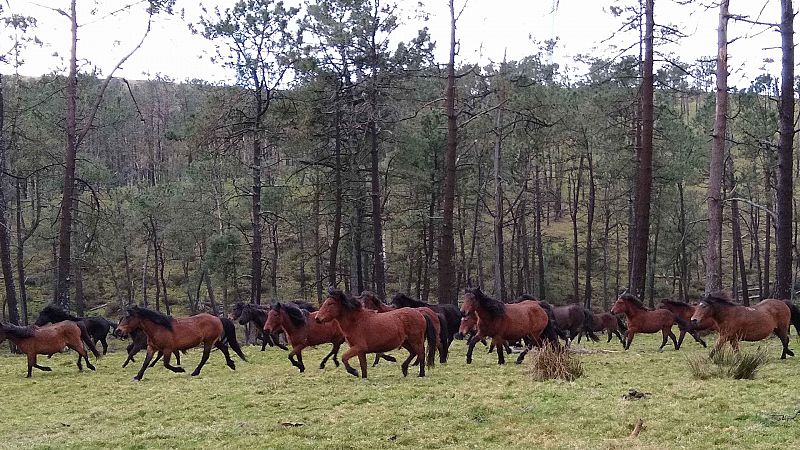 Crónicas - Los latidos del paisaje - ver ahora