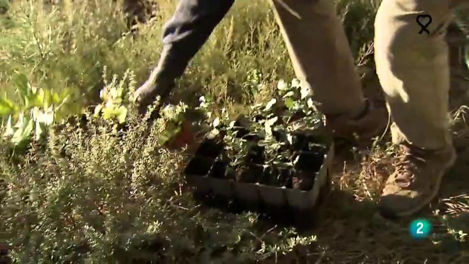 La aventura del saber Reforest-Acción Día Mundial del Medio Ambiente  Sierra de Gata