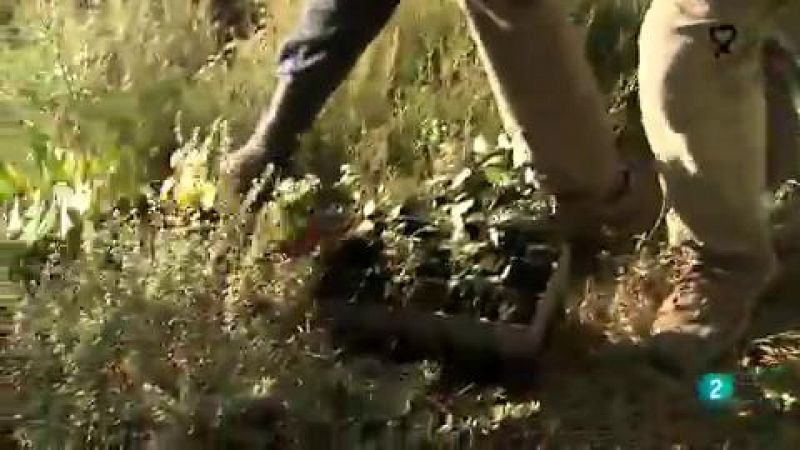 La aventura del saber Reforest-Acción Día Mundial del Medio Ambiente  Sierra de Gata