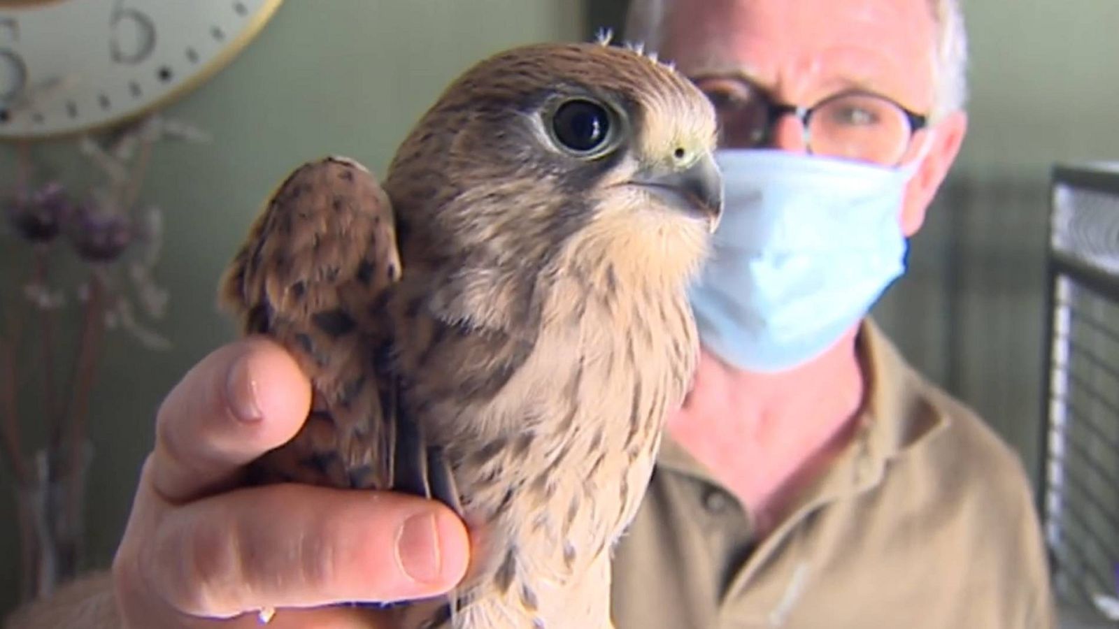 Una pareja de cernícalos elige un balcón en Sevilla para poner sus huevos esta primavera