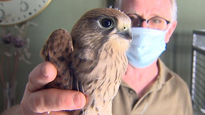 Telediario 1 - Una pareja de cernícalos elige un balcón en Sevilla para poner sus huevos esta primavera