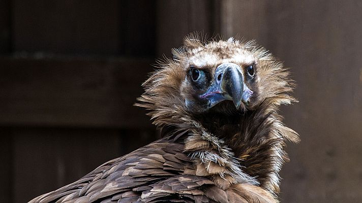 El hombre y la Tierra - El buitre negro II