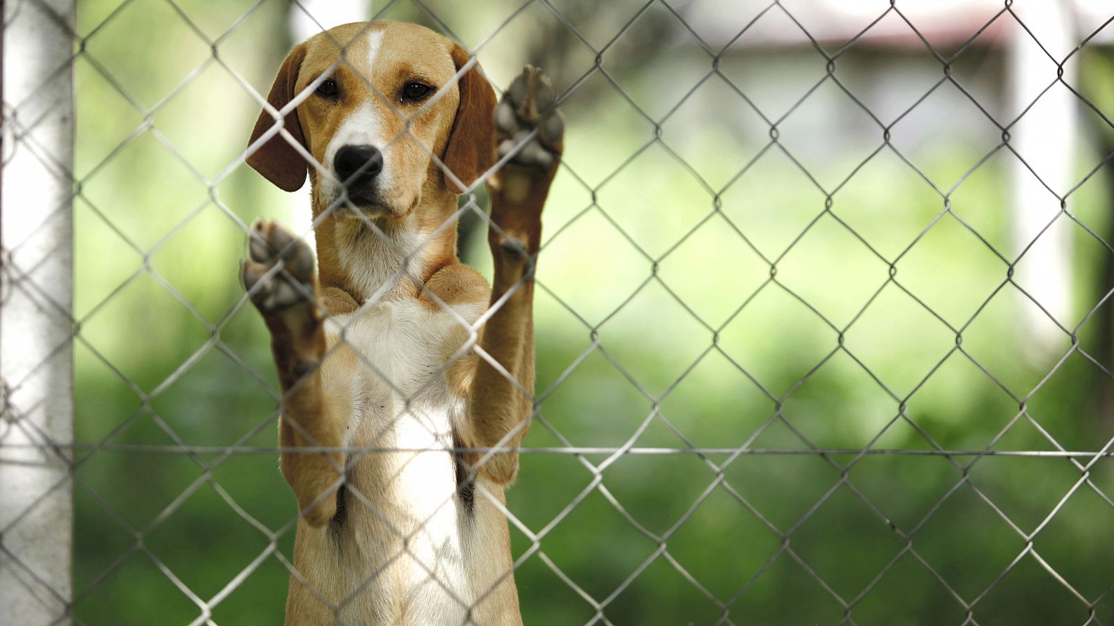 El abandono de animales domésticos aumenta durante los meses de confinamiento