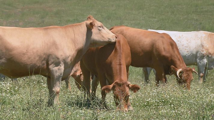 Aquí la Tierra - Vacas que campan a sus anchas en Madrid