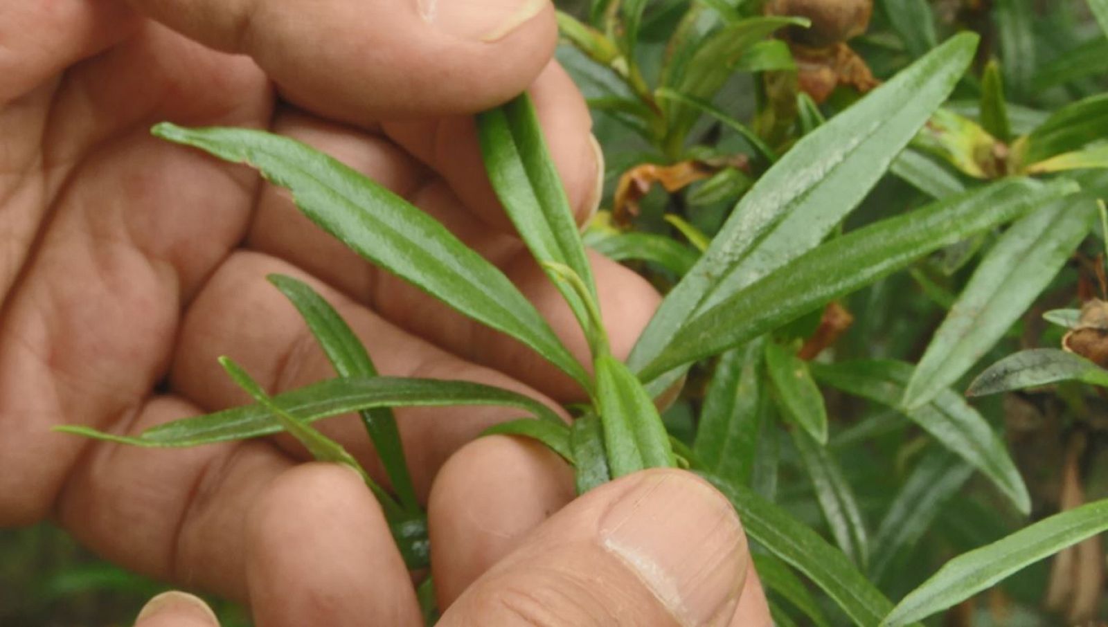 Remedios naturales para dormir bien 