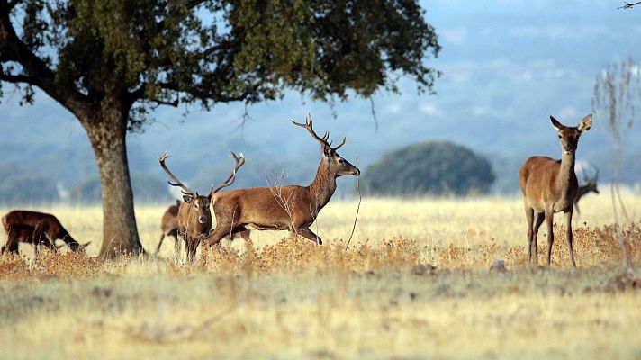 Especial Coronavirus - Los turistas se animan a visitar las Tablas de Daimiel con distancias de seguridad