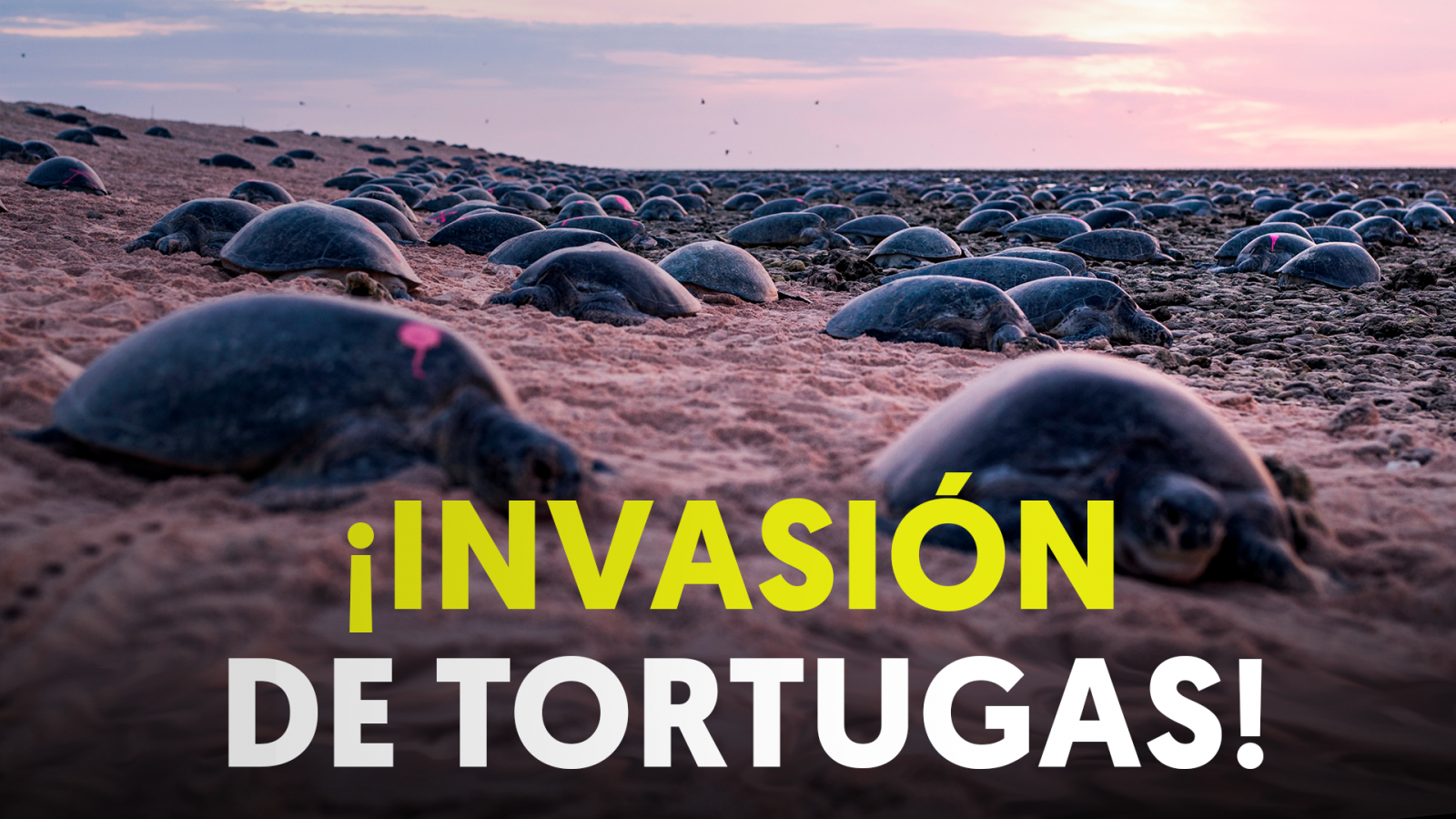 Tortuga Verde: decenas de miles de ejemplares desovan en Australia