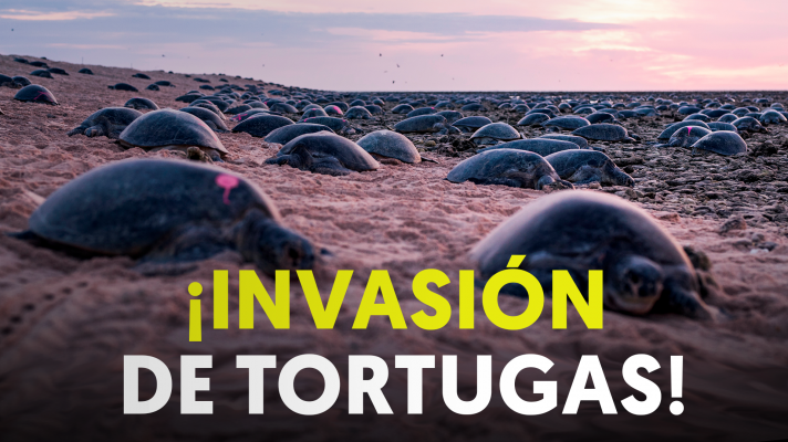 Viaje multitudinario de decenas de miles de tortugas verdes