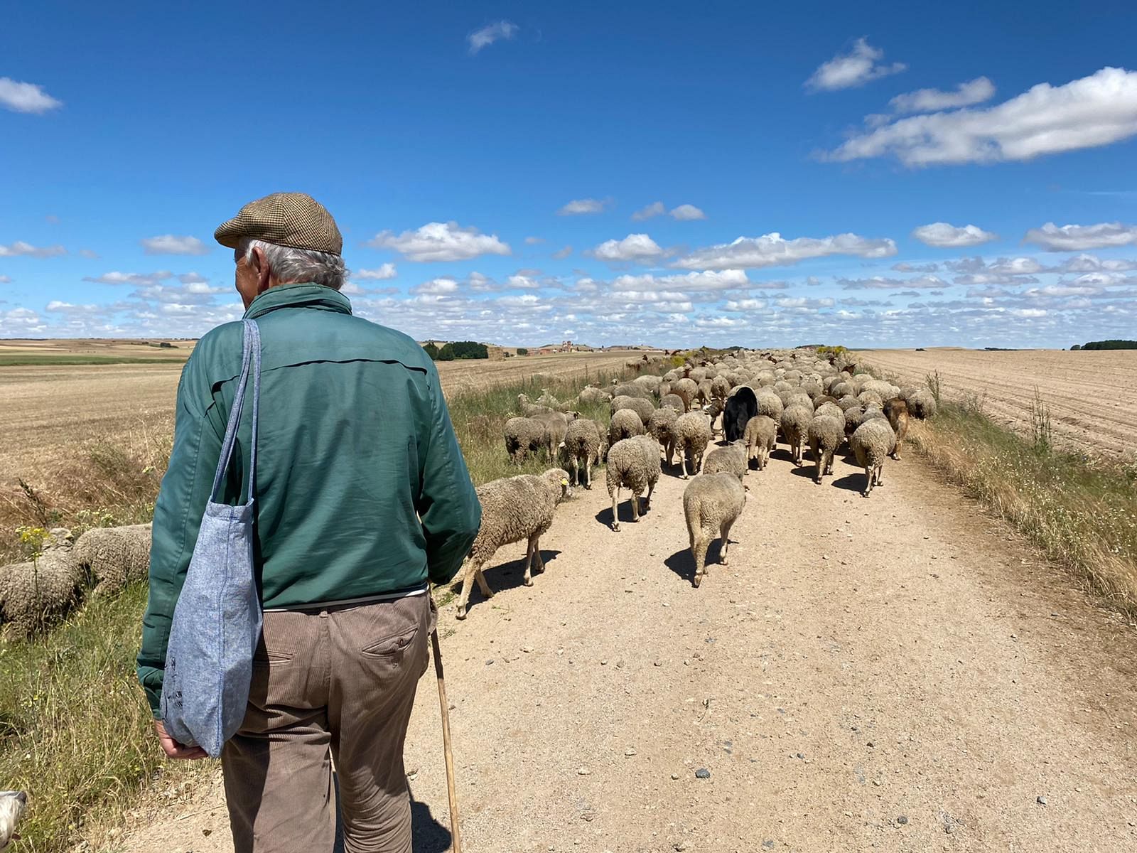 La tradición de la trashumancia