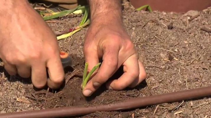Cómo se plantan las cebollas 