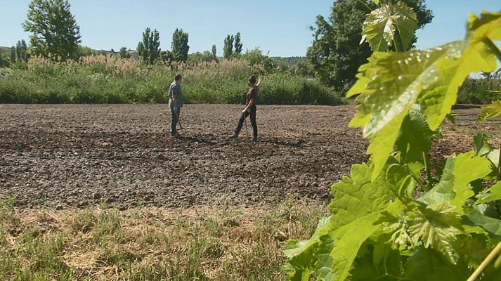Aquí la Tierra - ¿Qué debe tener una "huerta perfecta"?