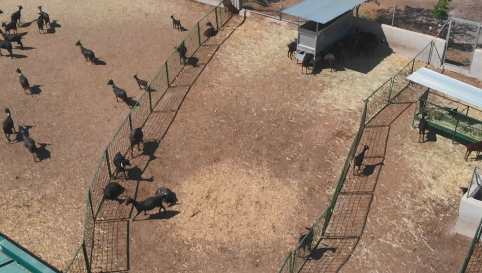 Abla, tierra de quesos en Almería