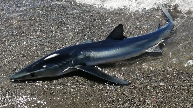 Rescatan a un tiburón varado en la playa de Benalmádena