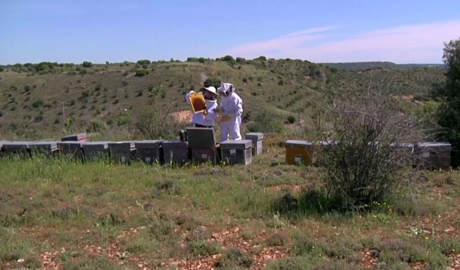 La Alcarria, en plena producción de miel