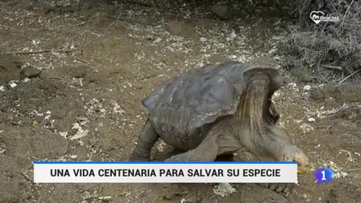 Una tortuga centenaria para salvar a su especie