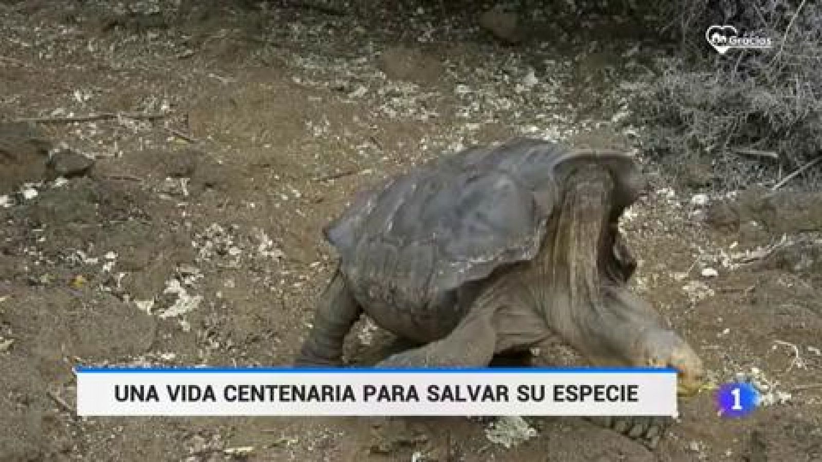 Una tortuga centenaria para salvar a su especie de la extinción