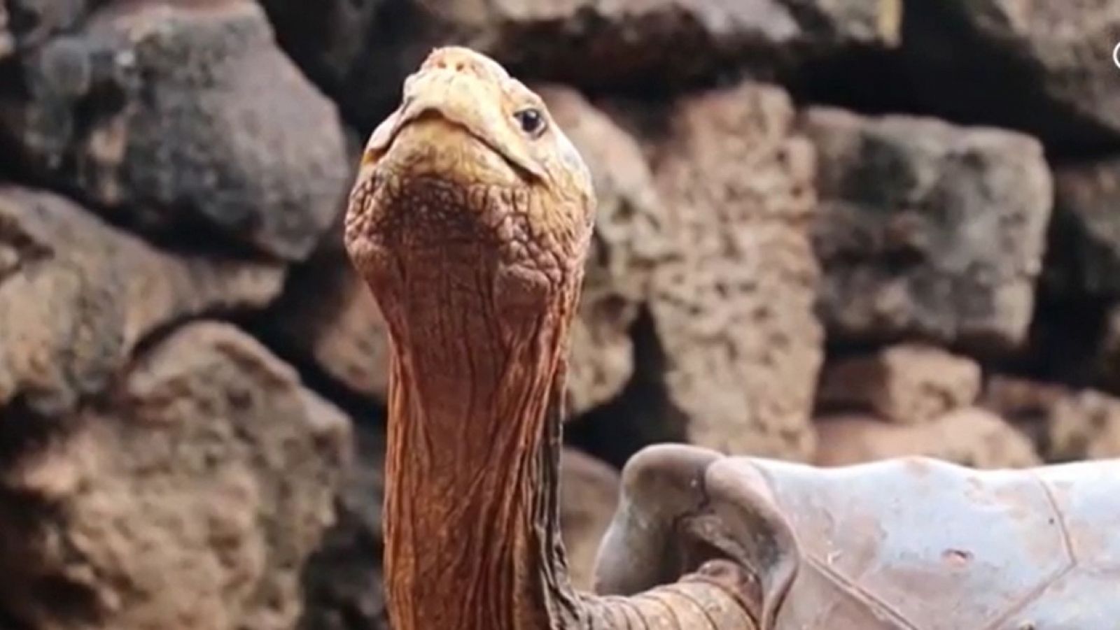 Diego, la tortuga inseminadora de Galápagos, vuelve a casa | RTVE Diego, la tortuga inseminadora de Galápagos, vuelve a casa | RTVE