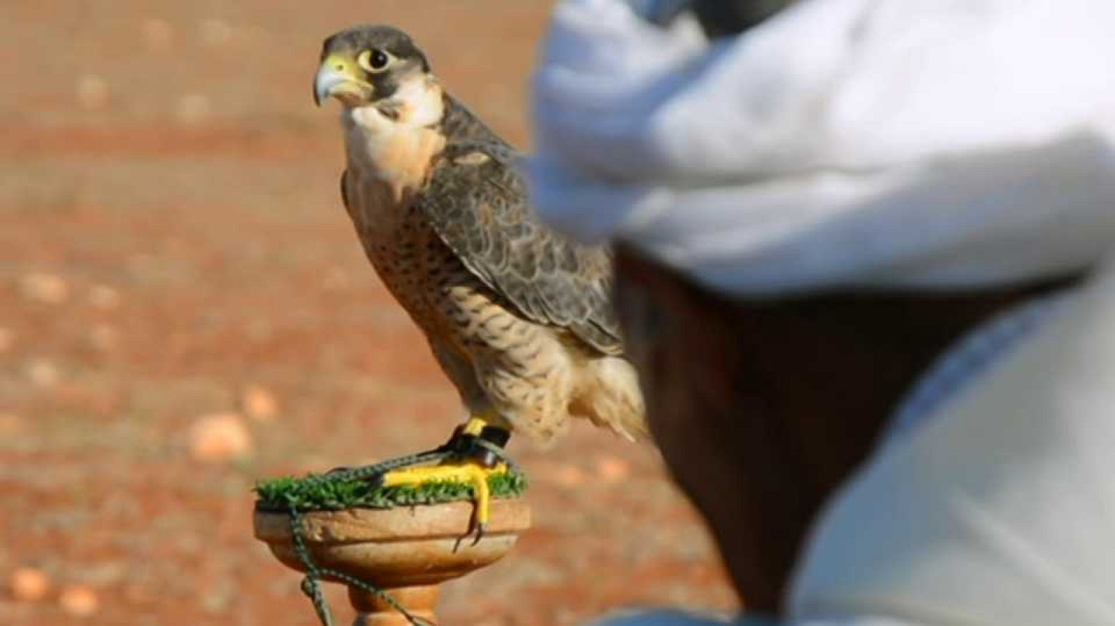 Unidos por el Patrimonio - La cetrería - ver ahora