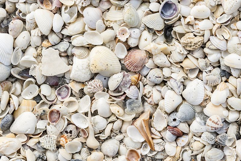 España Directo - En busca de los manjares del litoral: conchas finas y chirlas