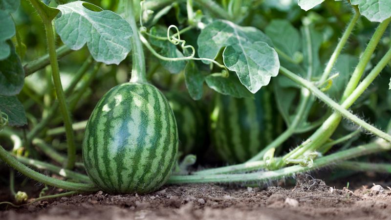 Te enseamos los trucos para plantar sandas y melones!