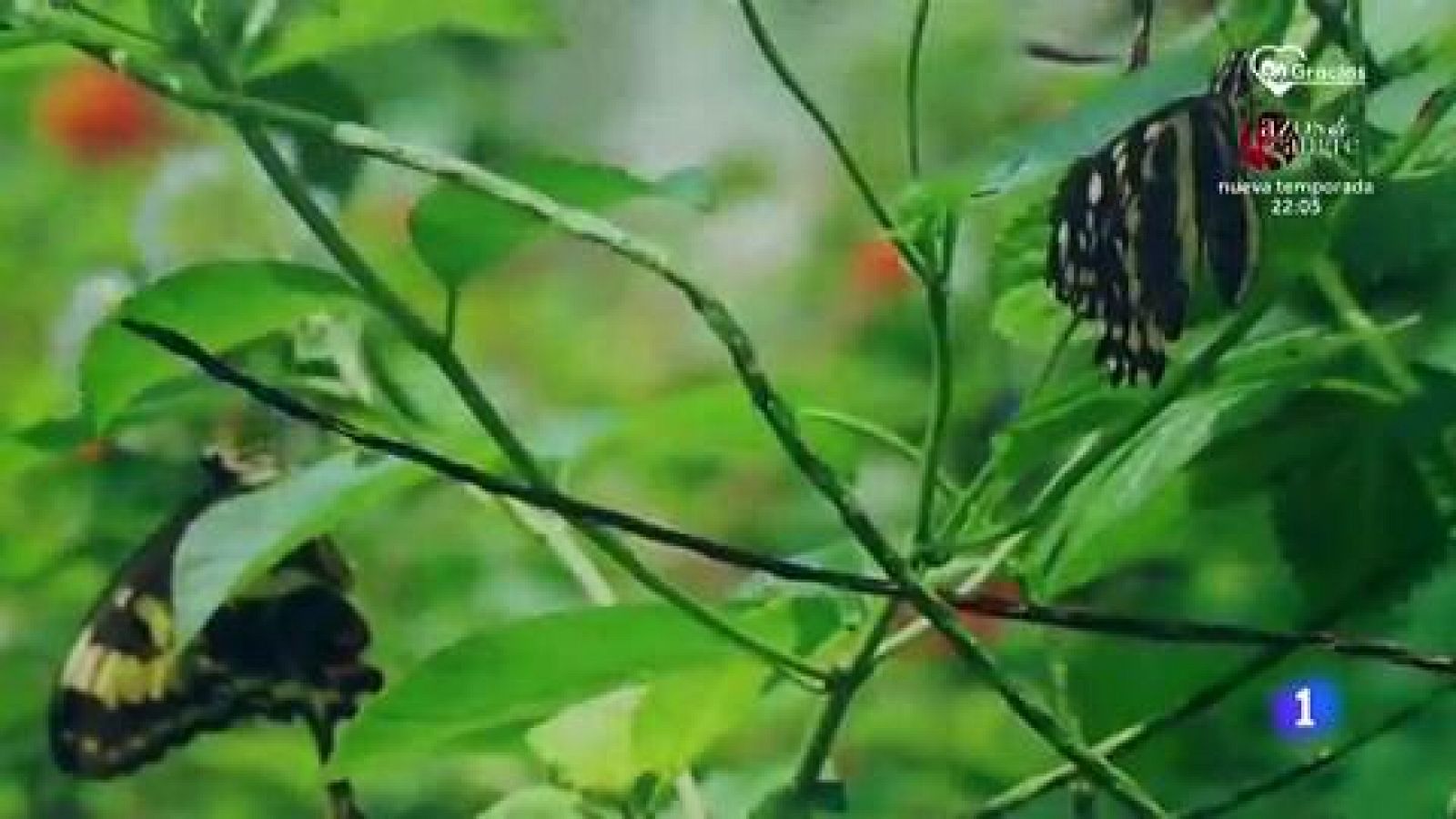 El pueblo de las mariposas - RTVE.es