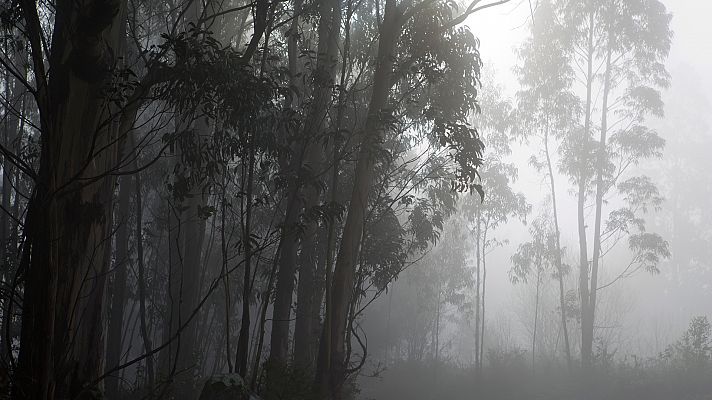 Posibles brumas o nieblas matinales en el interior de Galicia y el Cantábrico