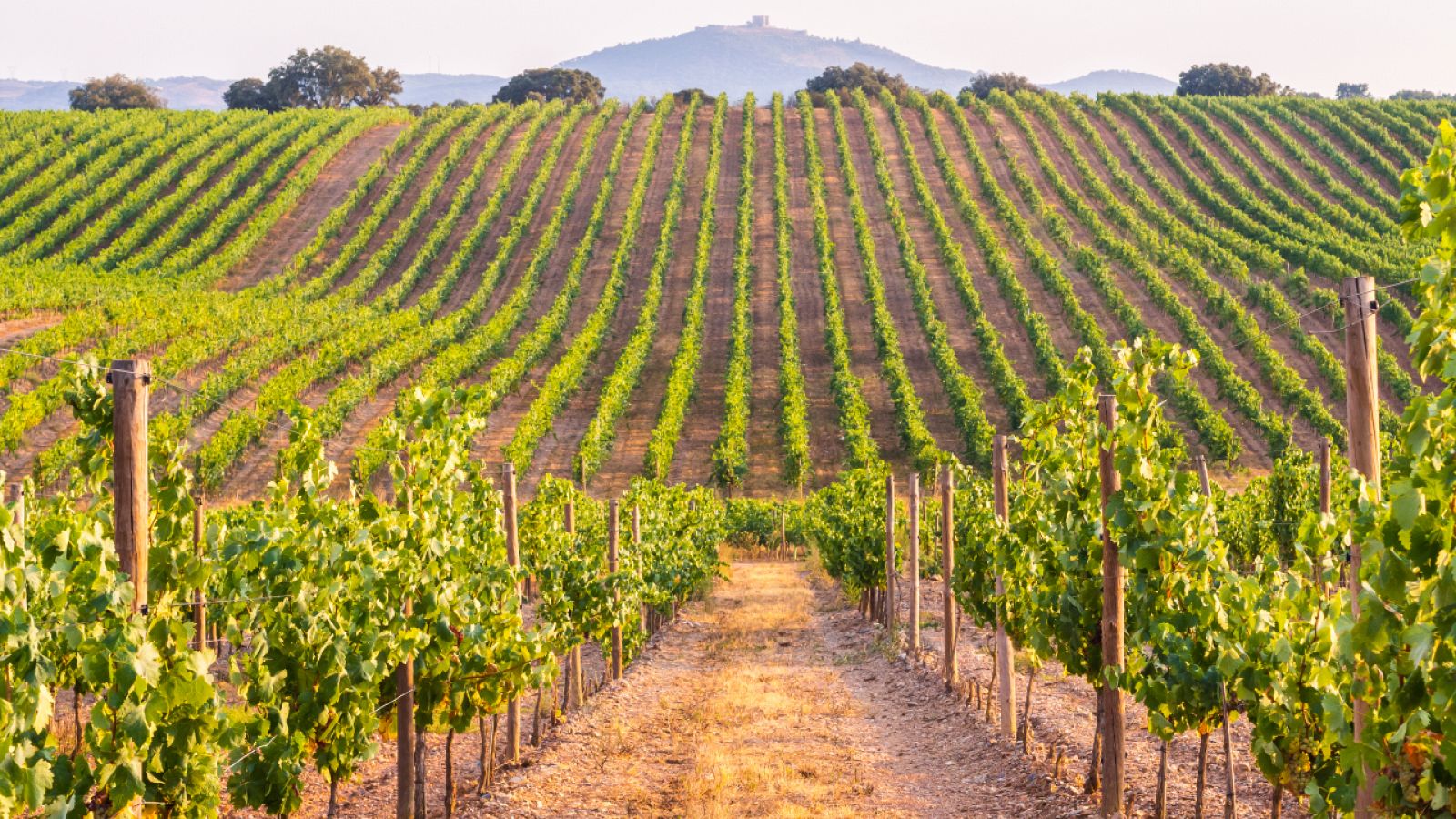 Así son las viñas de la región vitivinícola más extensa del mundo