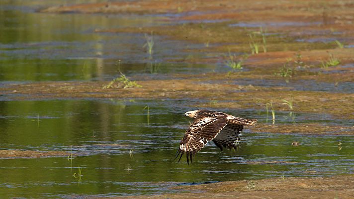 El hombre y la Tierra - El águila perdicera II