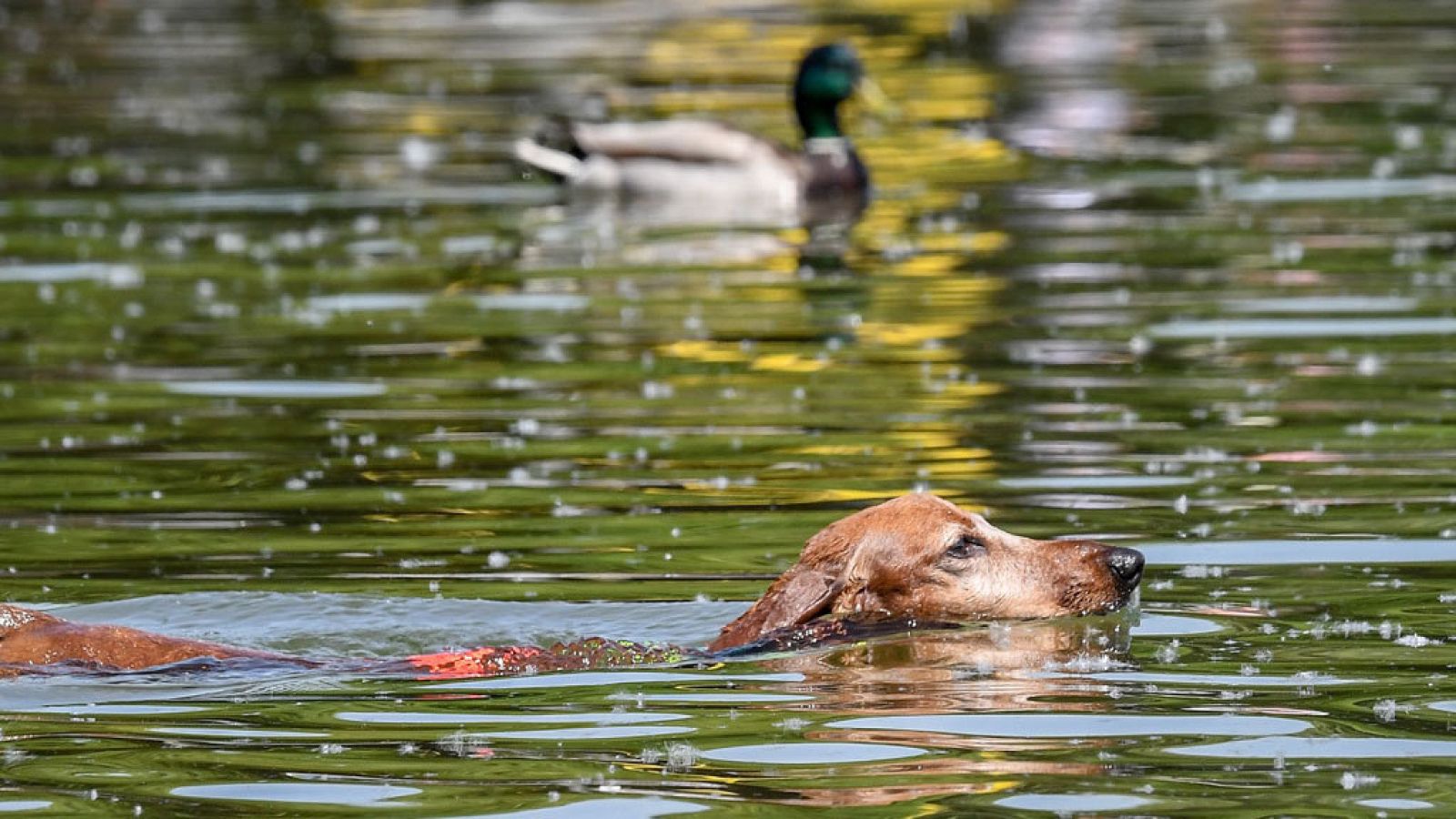 En gran parte del país predominarán cielos poco  nubosos o despejados