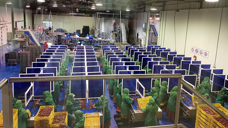 Coronavirus en Marruecos: 700 contagios en dos empresas freseras 