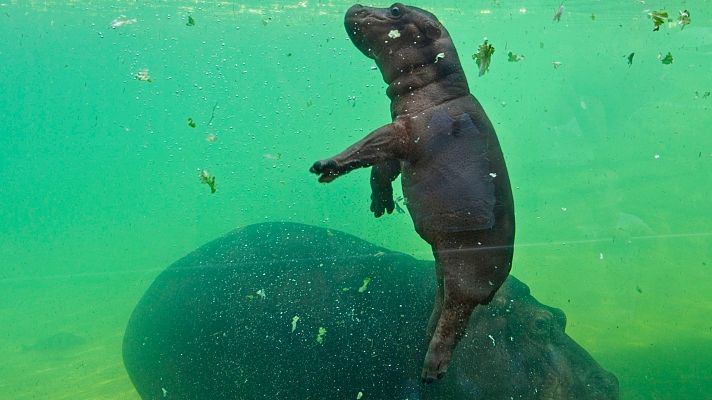 Un primer baño para Gloria