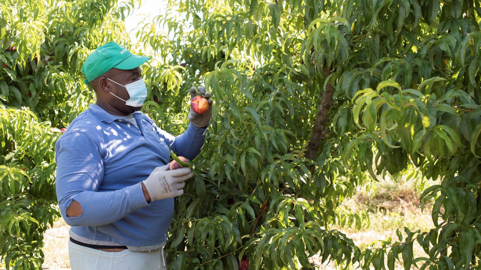 Los jornaleros son uno de los perfiles más vulnerables ante el Covid-19 | Ver