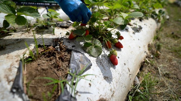 Así es el cultivo de fresas ecológicas en Almería