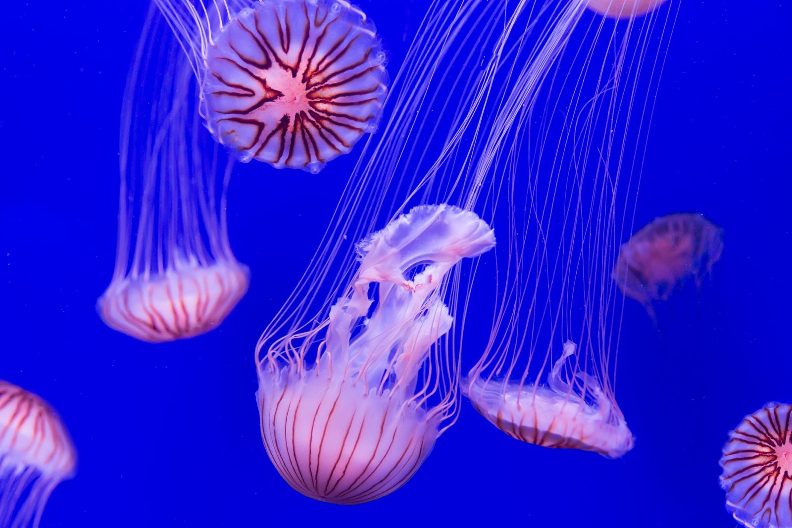 España Directo - ¿Qué debo hacer si me pica una medusa?