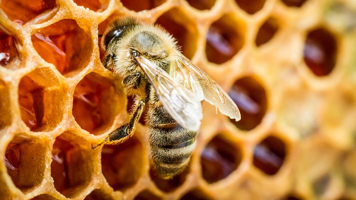 Las abejas: conocemos a estas grandes trabajadoras