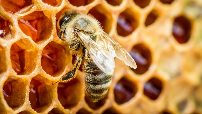 Aquí la Tierra - Las abejas: conocemos a estas grandes trabajadoras