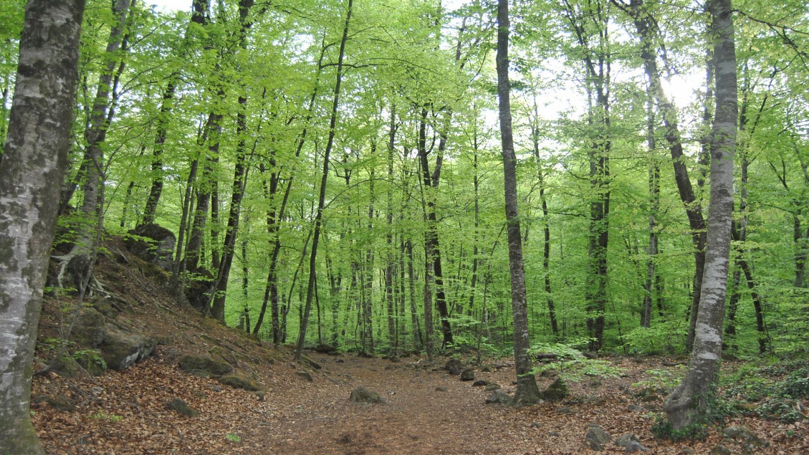 Recorremos la reserva natural de la Fageda d'en Jordà