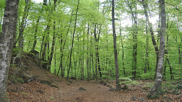 Nos adentramos en los exuberantes bosques de La Garrotxa