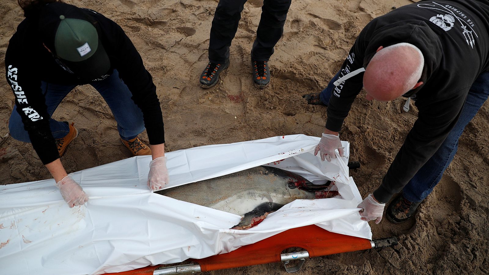 Delfines muertos en la costa atlántica de Francia