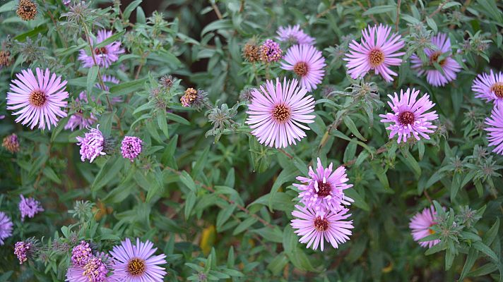 Aquí la Tierra - Aquí la Tierra - 26/06/20