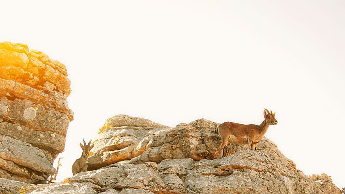 El hombre y la Tierra - El macho montés I