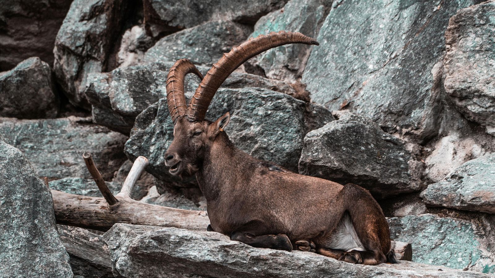 El hombre y la Tierra (Fauna ibérica) - El macho montés 2 - ver ahora
