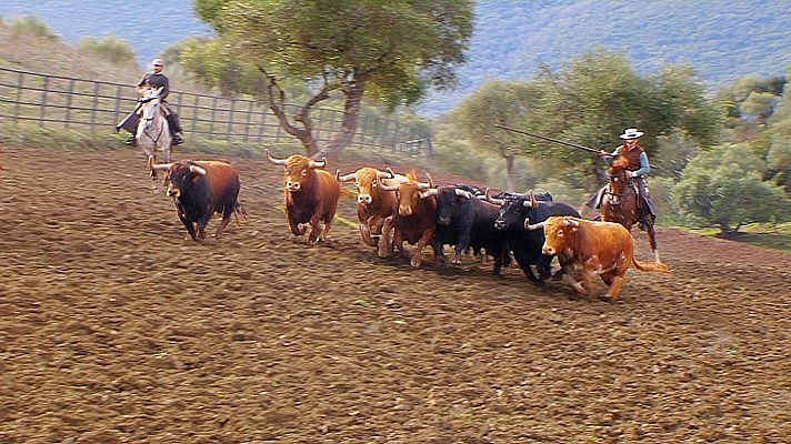 Tendido cero - Tendido cero - 27/06/20