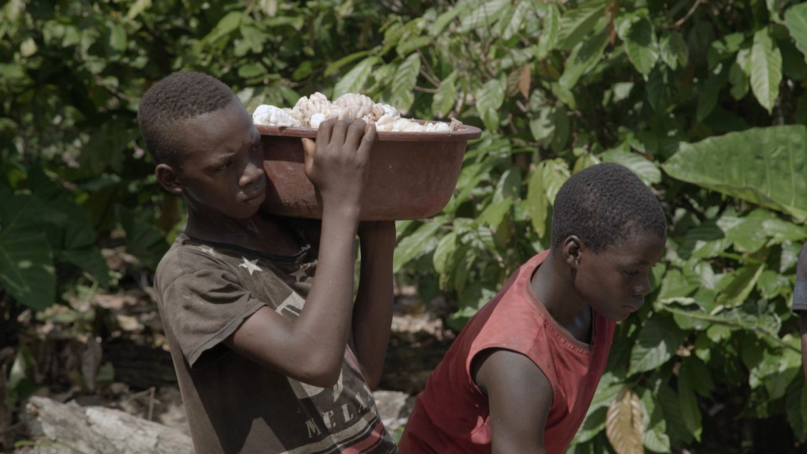 La noche temática - La cara oscura del chocolate - Documental en RTVE