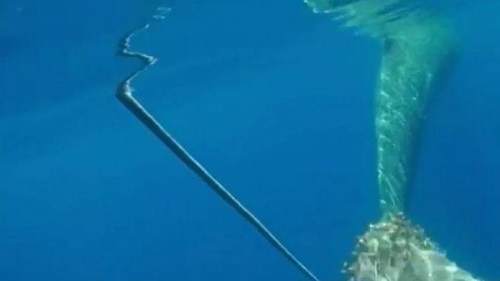 Biólogos marinos liberan a una ballena enredada en unas redes ilegales de pesca