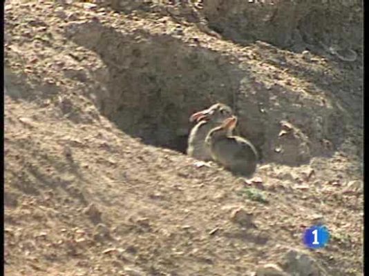  - Invasión de conejos en Toledo